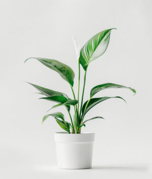 product 03