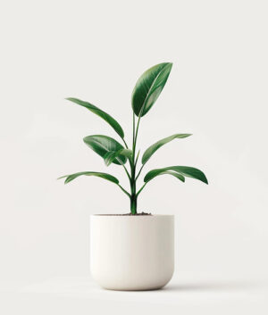 product 04